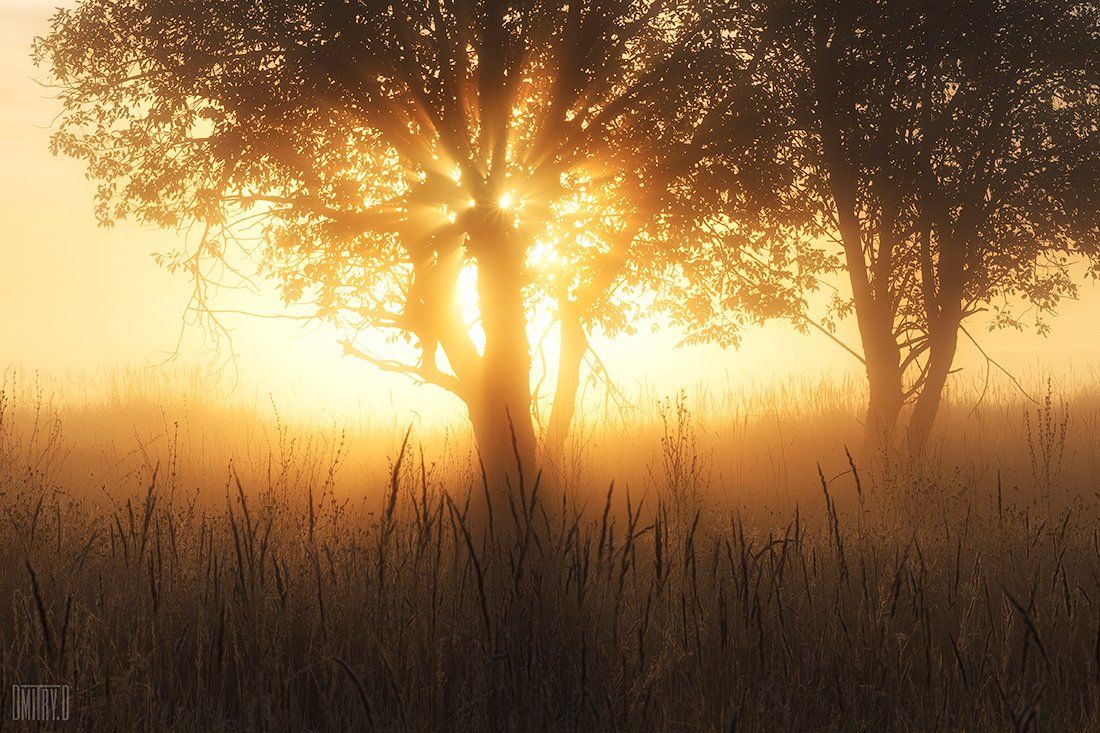 утро, туман, деревья, лучи, свет,, Дмитрий Доронин