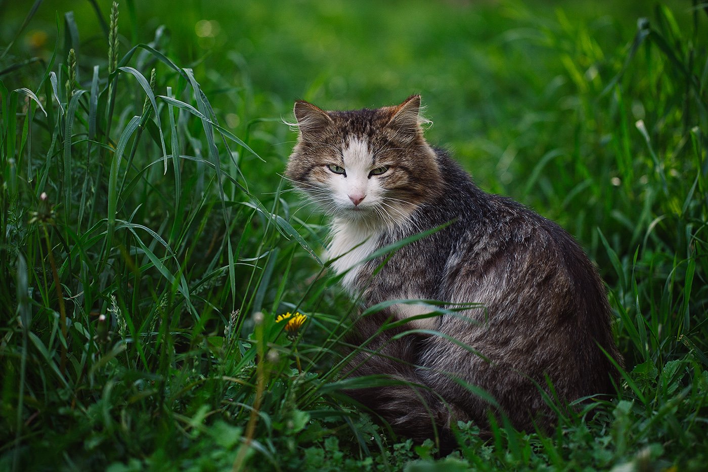 кот, дикий, улица, животные, златоуст, природа, животный мир, трава, зверь, Евгений Толкачёв