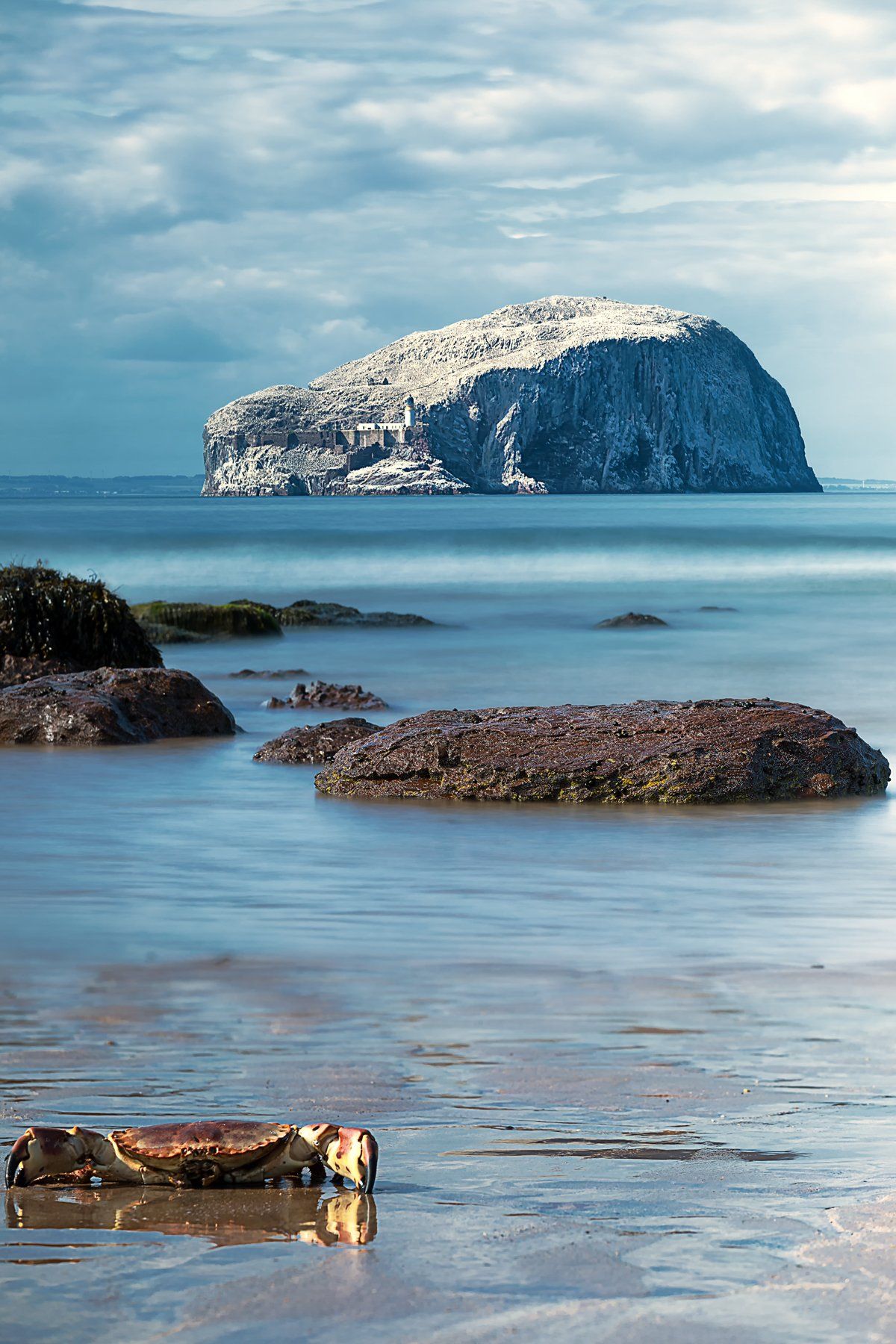 море скалы маяк краб птицы  Bass Rock Шотландия , Ольга Тарасюк