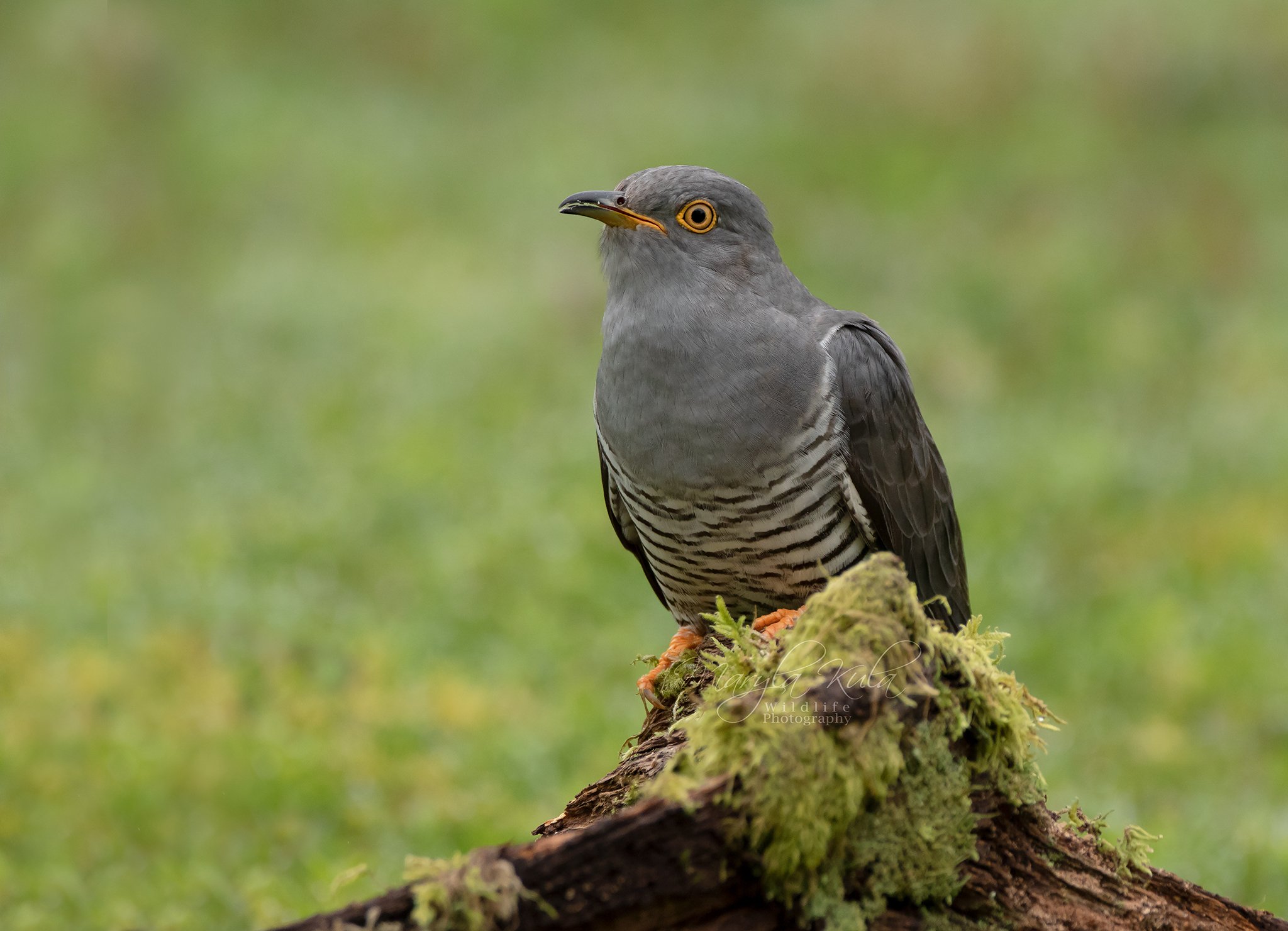 cuckoo, birds, nature, wildlife, woods, MARIA KULA