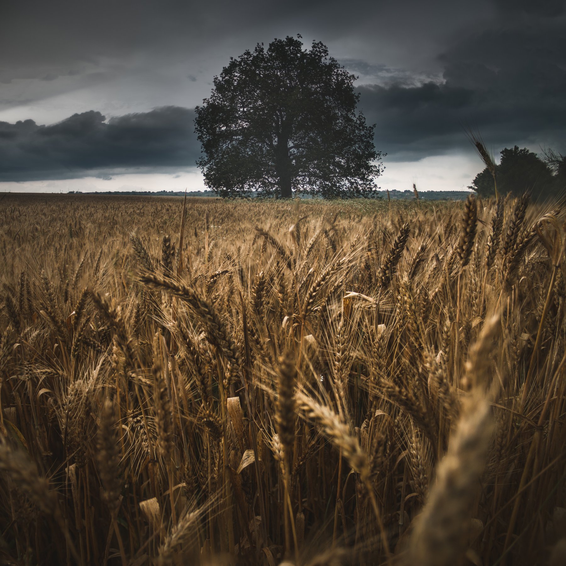 landscape, field, wheat, storm, rain, clouds, sky, grain, barley, bulgaria, tree, moody, dramatic, close up, panorama, focus stack, nature, best, summer, sunlight, rays, homeland, Кристиян Младенов