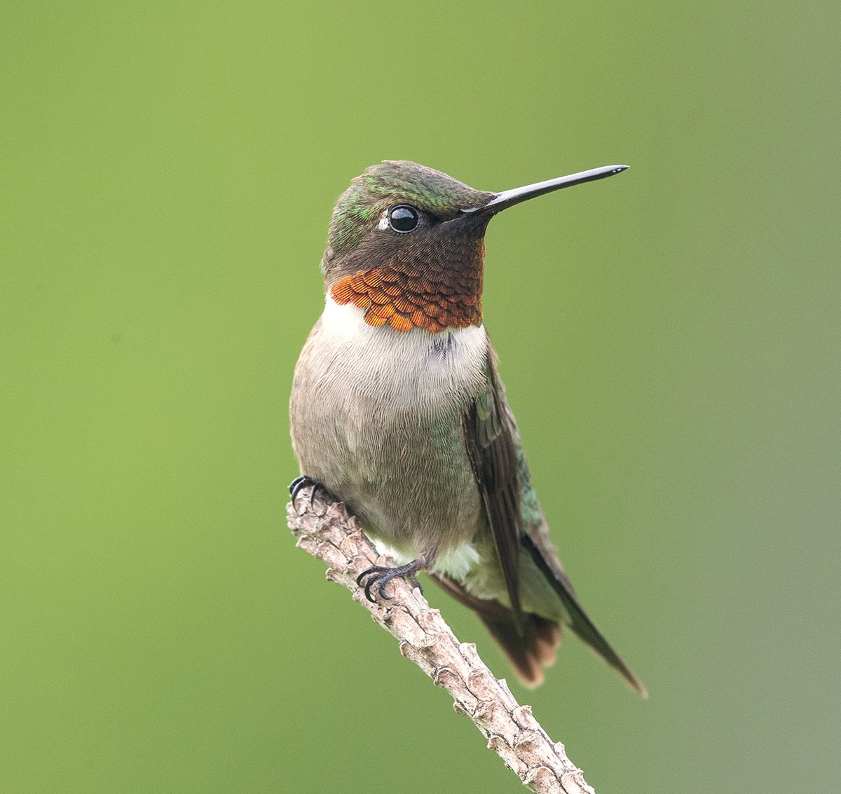 колибри, hummingbird, Elizabeth Etkind