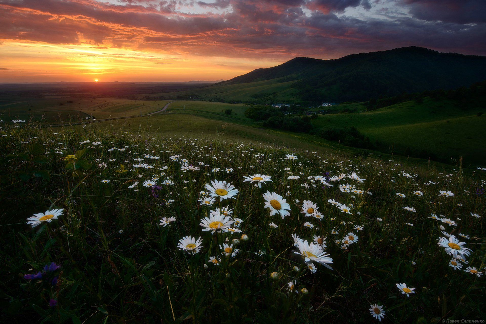 пейзаж, рассвет, восход, цветы, ромашки, солнце, небо, горы, свет, Павел Силиненко