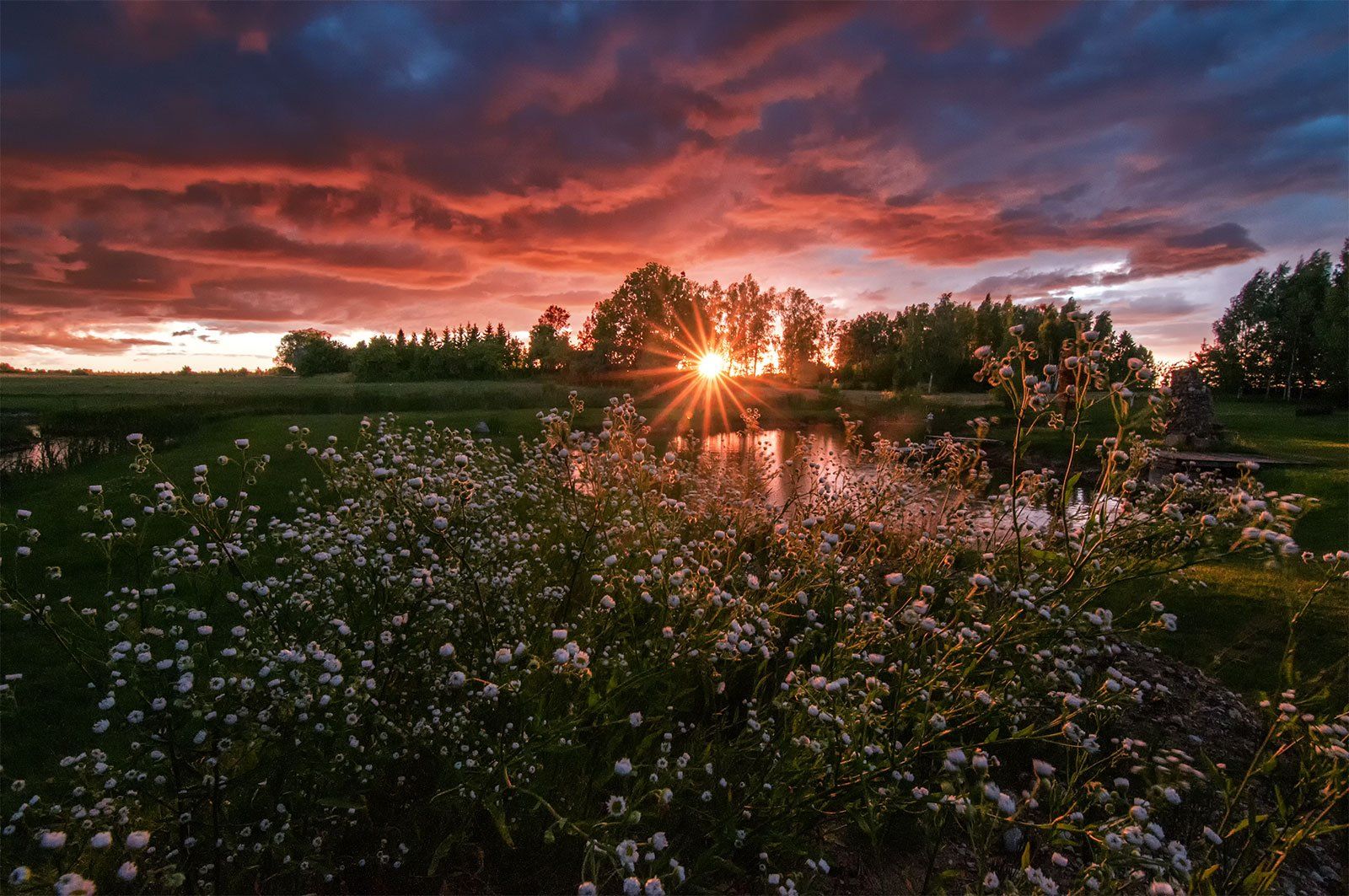 sunset, summer, flowers,clouds, colors, Daiva Cirtautė