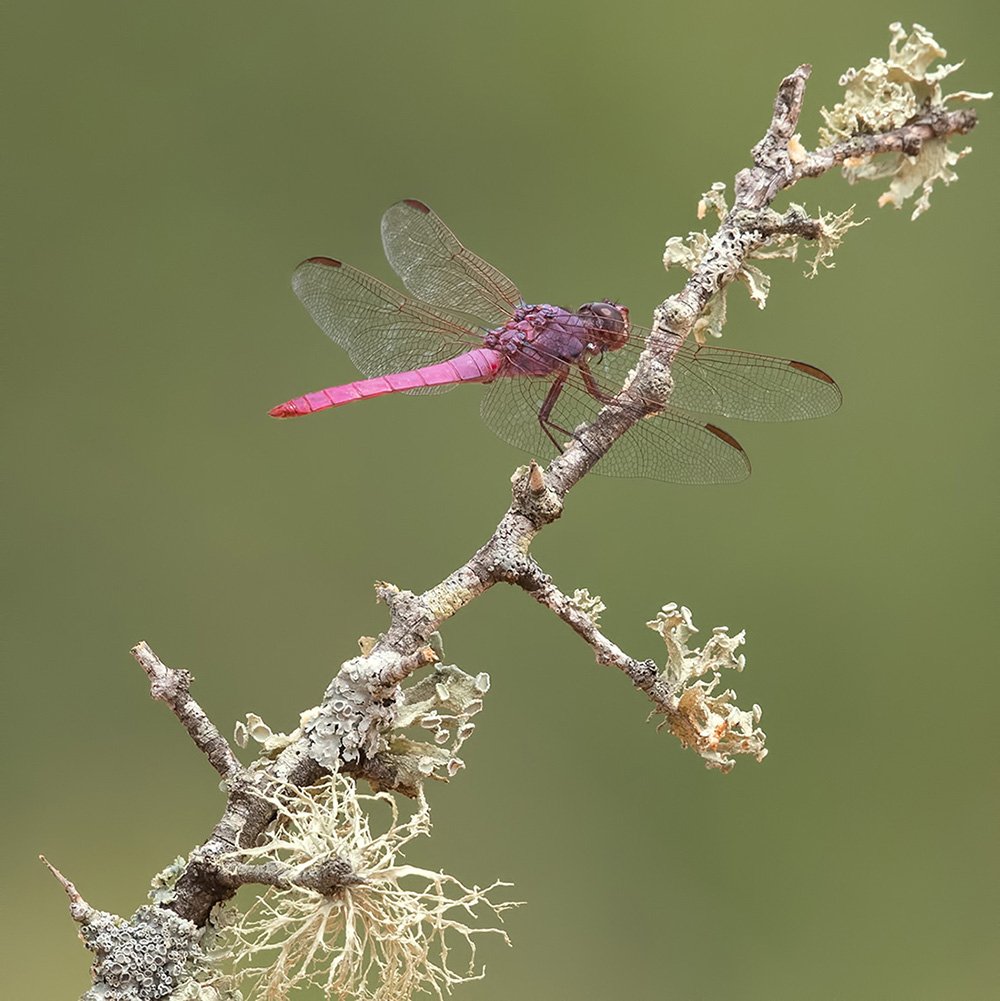 dragonfly, стрекоза, макро,macro, Elizabeth Etkind
