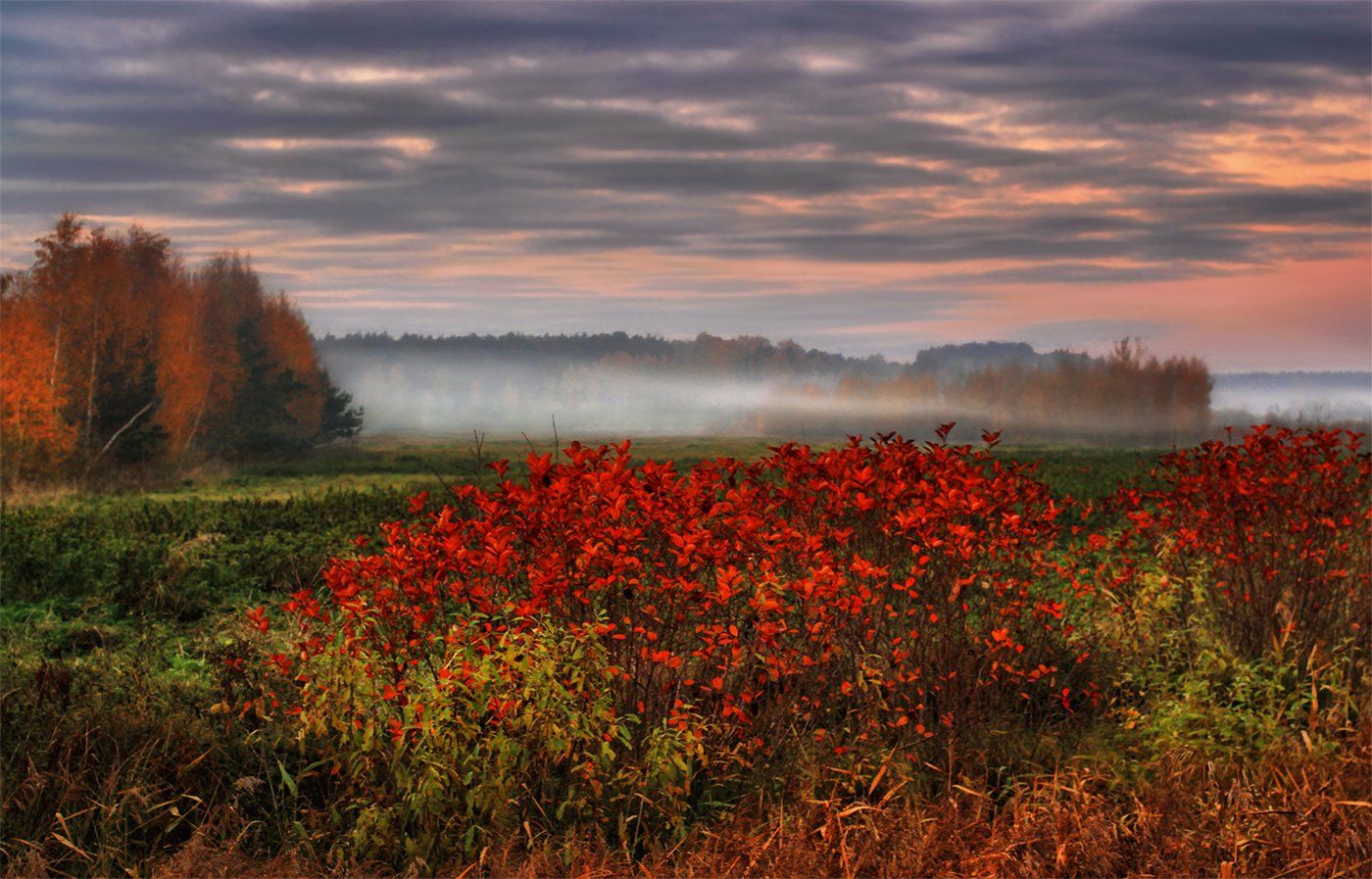 туман, кусты, осень, латвия, листва, тучи, закат, ALLA SOKOLOVA