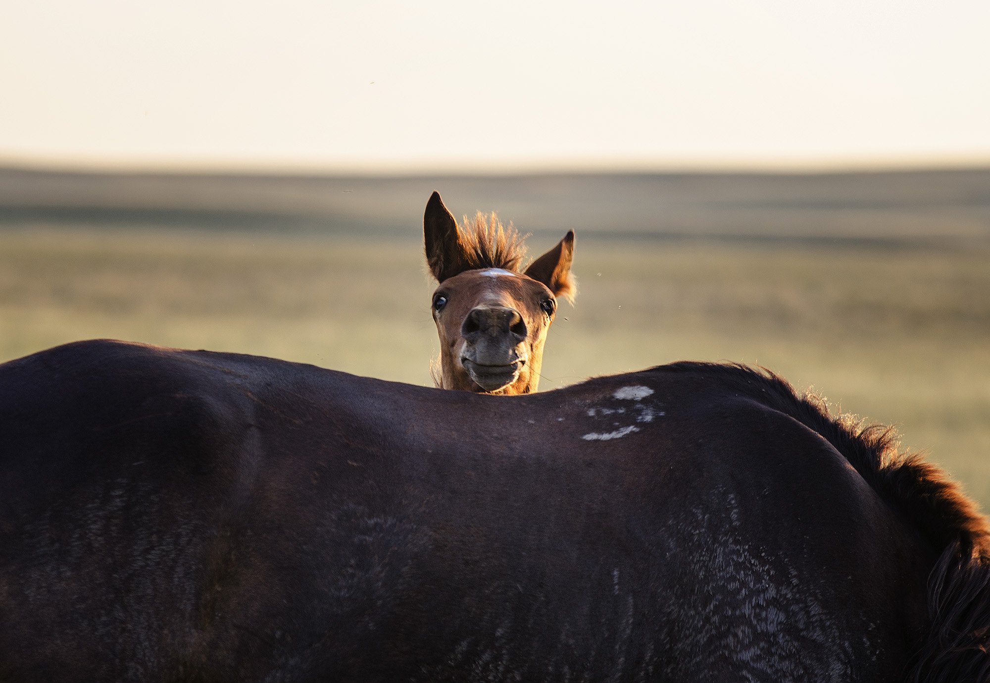 лошадь, жеребенок, морда, выглядывает, любопытство, степь, Илья Логачёв