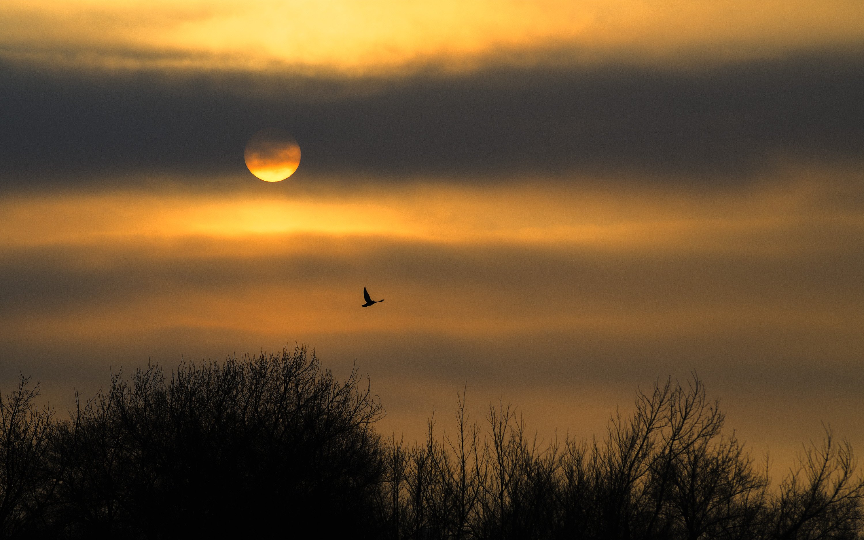утро, дымка, туман, небо, тучи, солнце, свет, птица, Илья Логачёв