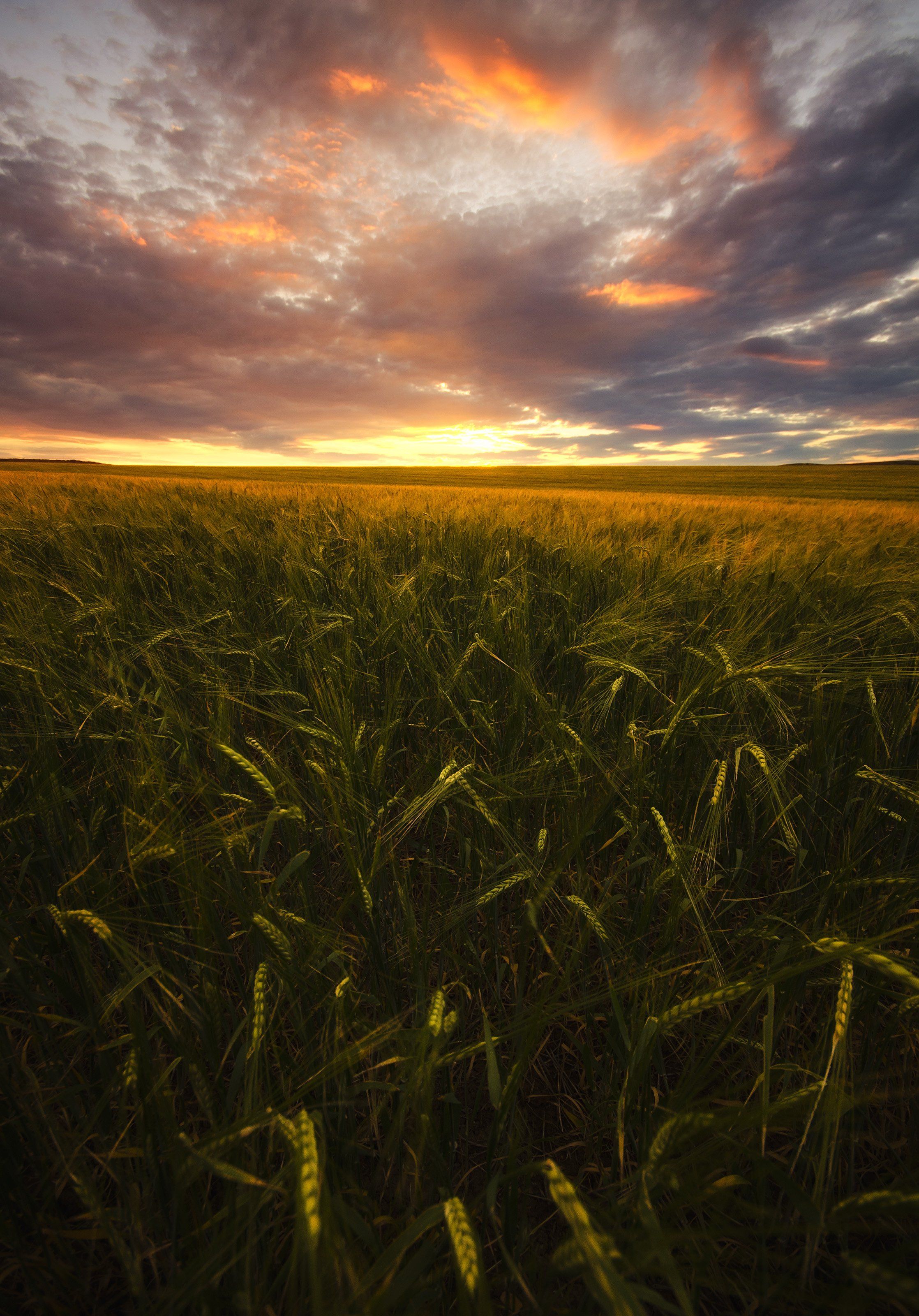поле, хлеб, пшеница, зерно, закат, вечер, Илья Логачёв