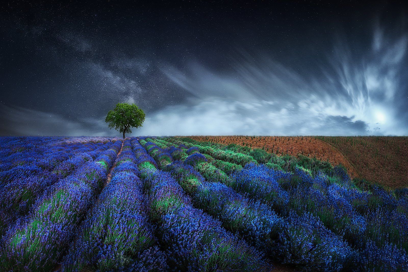lavender, blue, magic, moody, field, summer, tree, night, milky way, sky, clouds, Patrycja Towarek