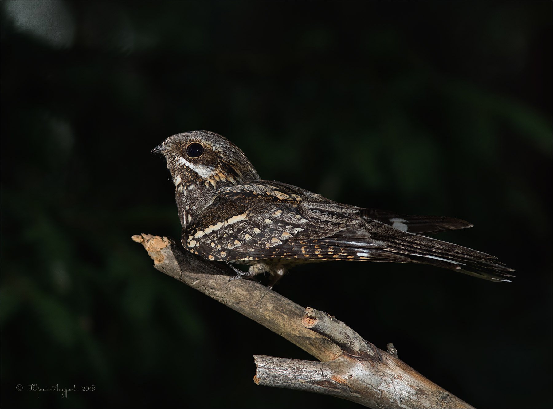 Козодой фото. Козодой обыкновенный птица. Обыкновенный козодой (Caprimulgus europaeus). Американский белогорлый козодой. Нубийский козодой.