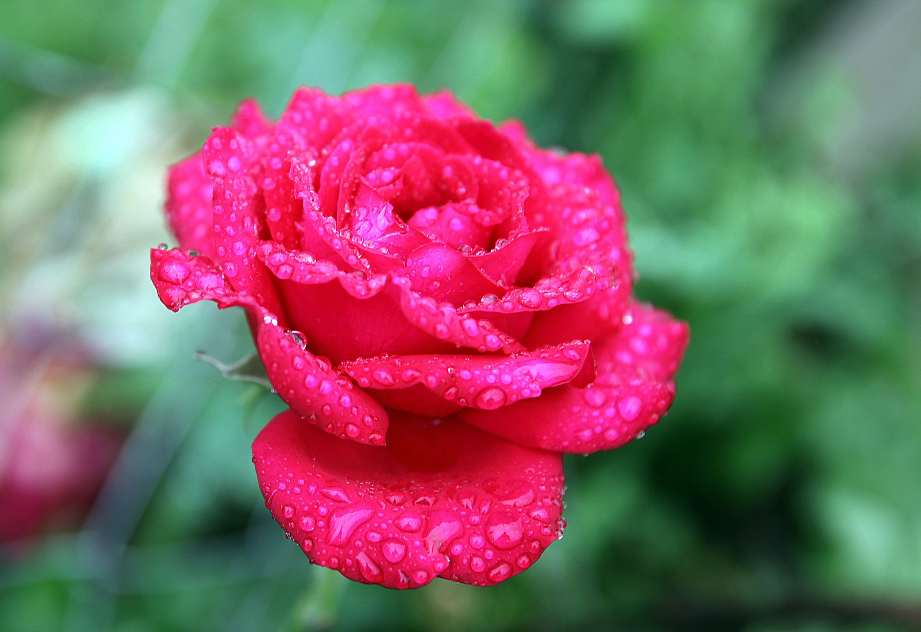 роза,цветок,роса, Marat Magov