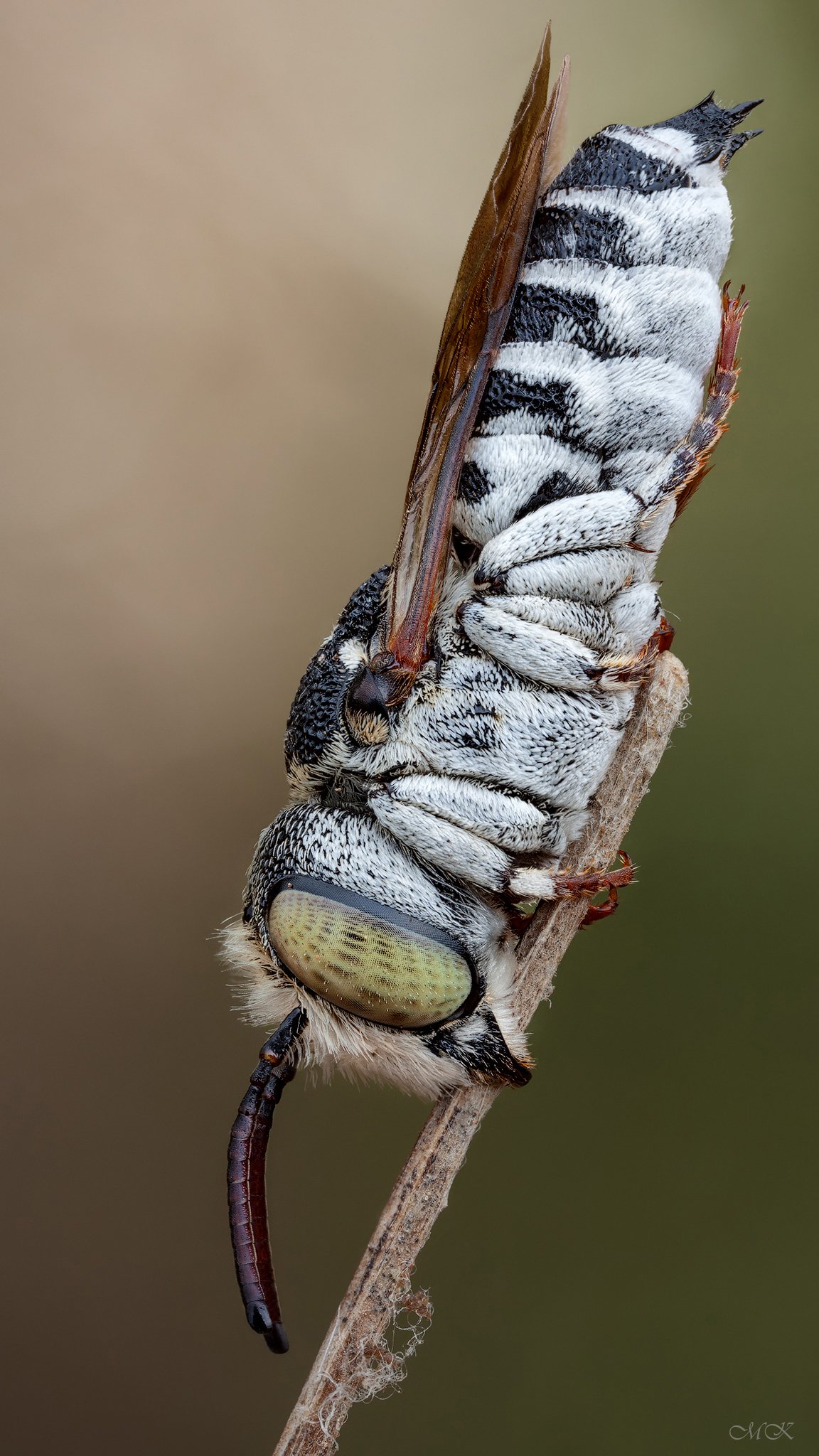 пчела, целиоксис, coelioxys, megachilidae, Miron Karlinsky