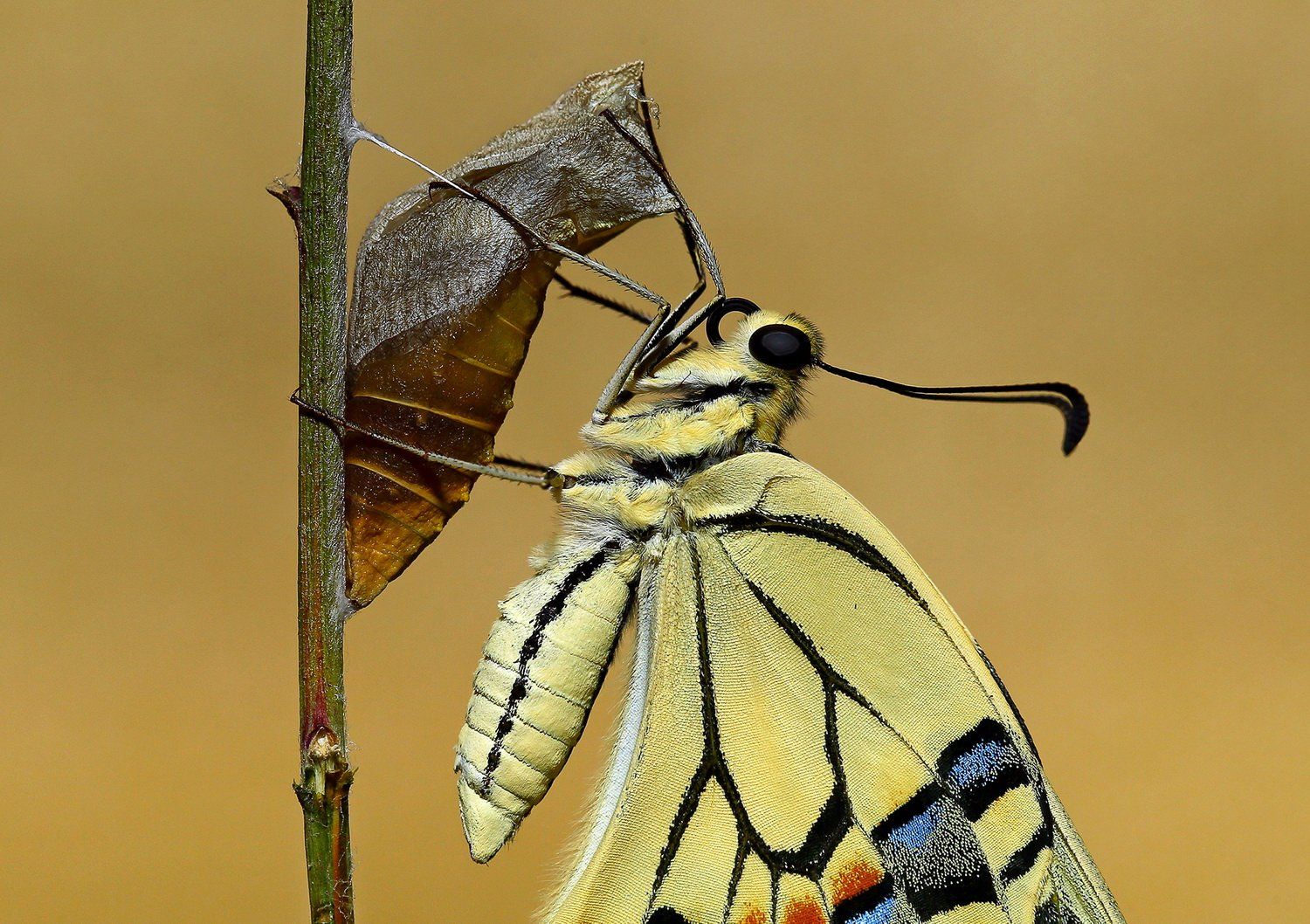 #swallowtail#butterfly#newborn#macro#nature#northcyprus#cyprus, Hasan Baglar