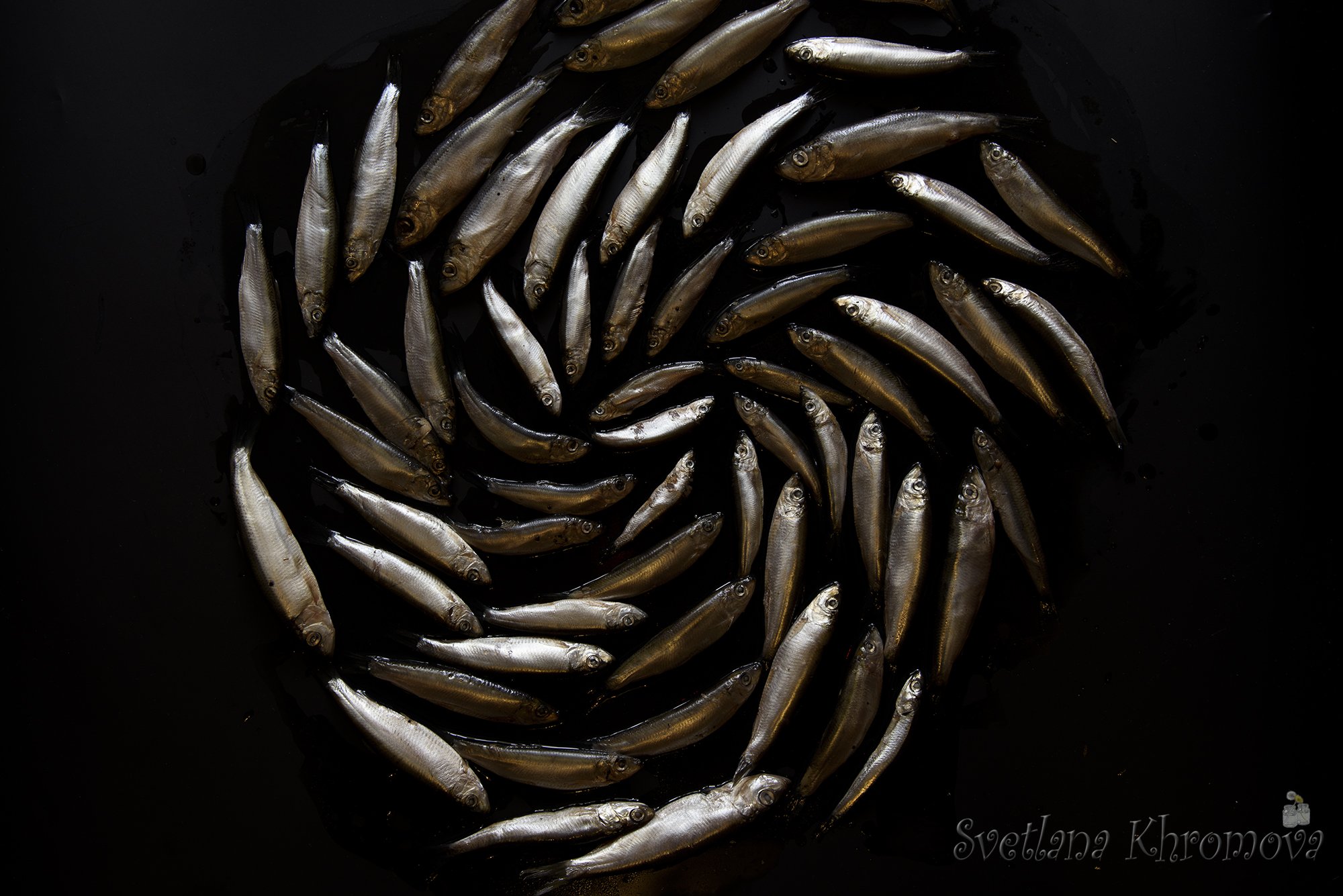 килька, рыба, Svetlana Khromova