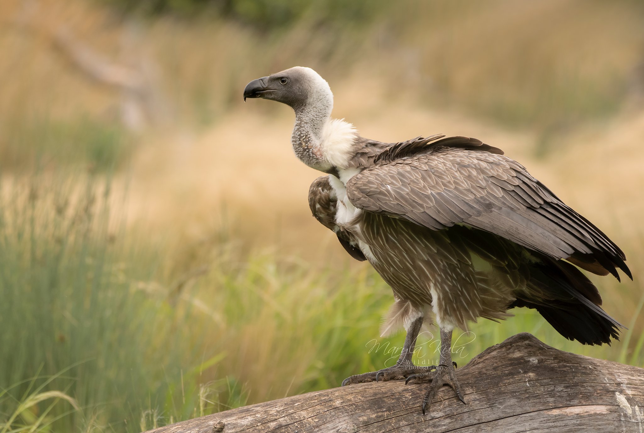 griffon vulture, vulture, birds, birds of prey, scavenger, nature, wildlife, MARIA KULA