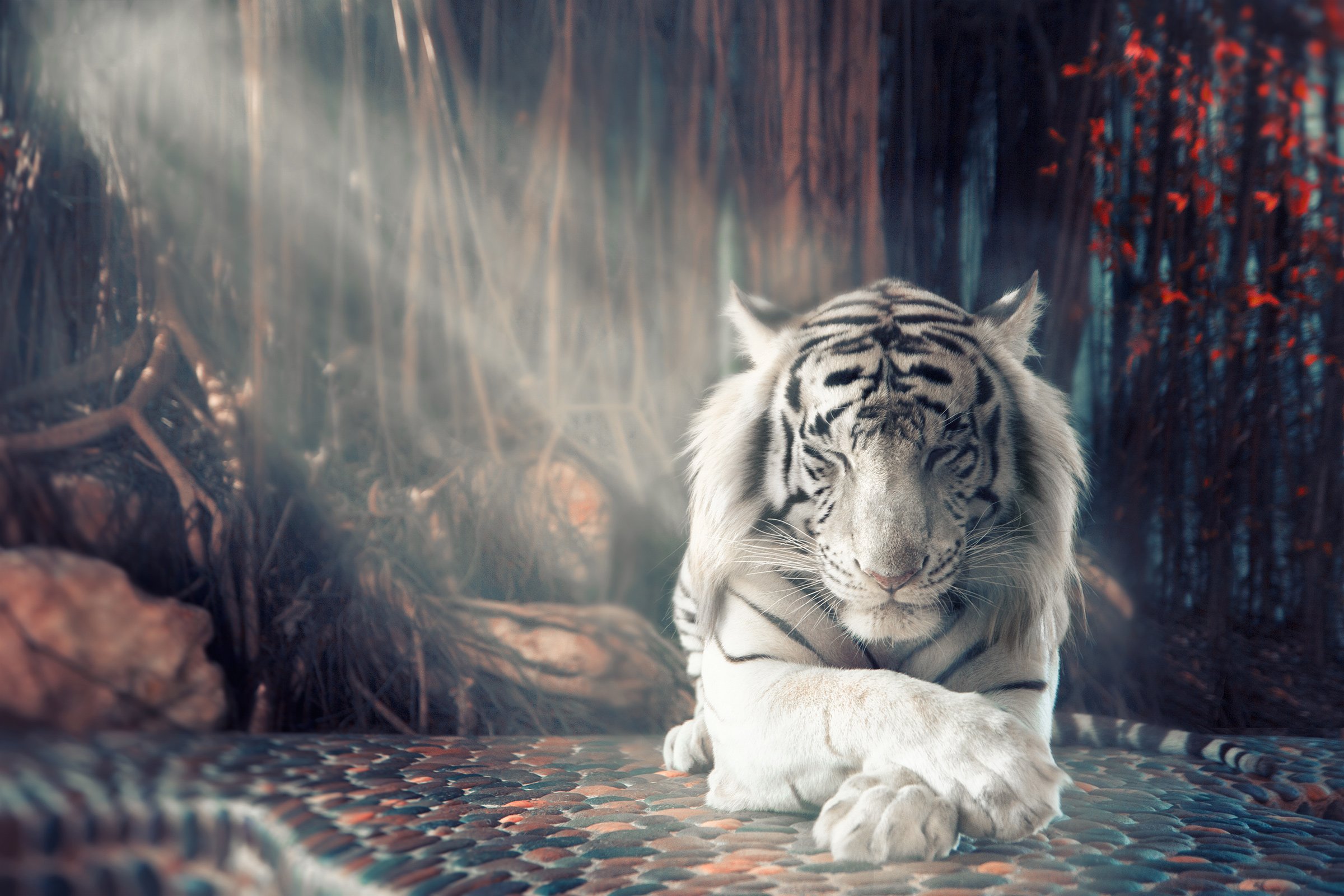 animal wild tiger, Харитонов Александр