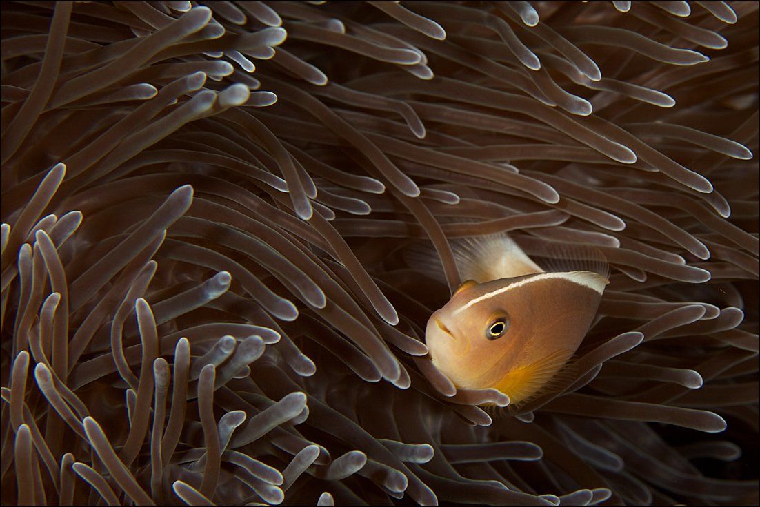 underwater, coral, clown, anemone, fish, Anton Akhmatov