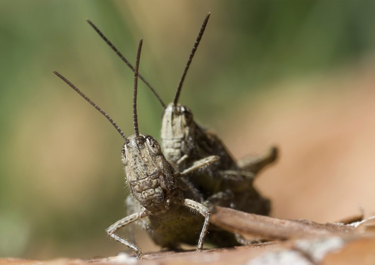 макро, micro-nikkor af 105mm f/2.8 d, nikon d80, Александр Кириченко