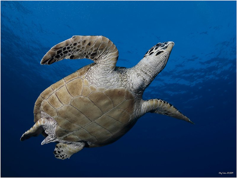 дайвинг, красное море, египет, черепаха, Олег Федин