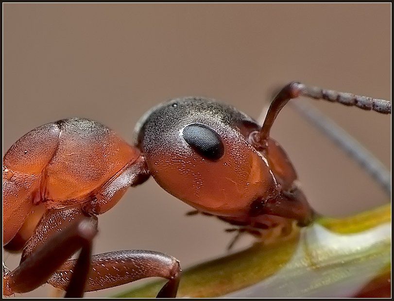 макро,муравей,насекомые,, Евгений Кирилкин.
