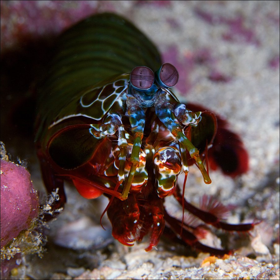 underwater, shrimp, mantis, Anton Akhmatov
