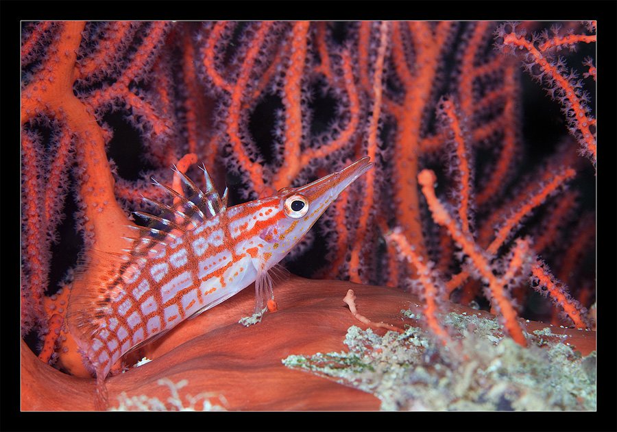 long, nose, hawkfish, кудрепер, фиджи, fiji, макро, горгонария, Нарчук Андрей