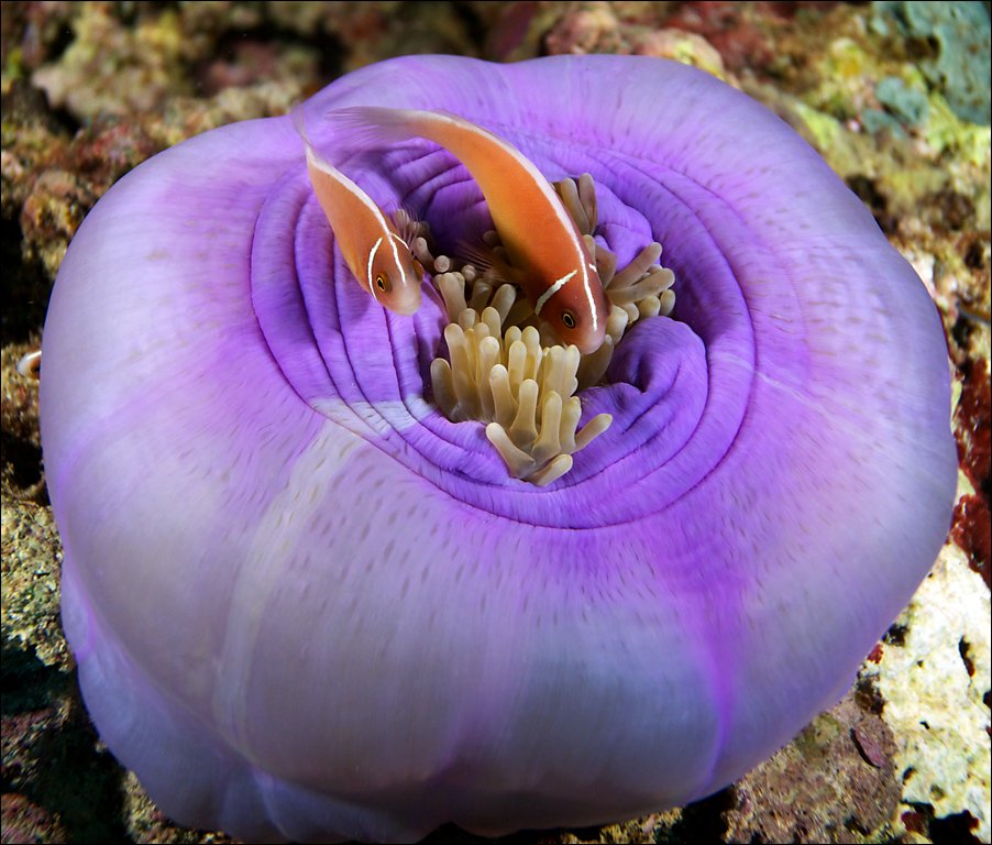underwater, fish, small, anemone, clown, Anton Akhmatov
