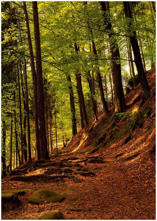 лес, листья, дорога, камни, пейзаж, Oleg Dmitriev