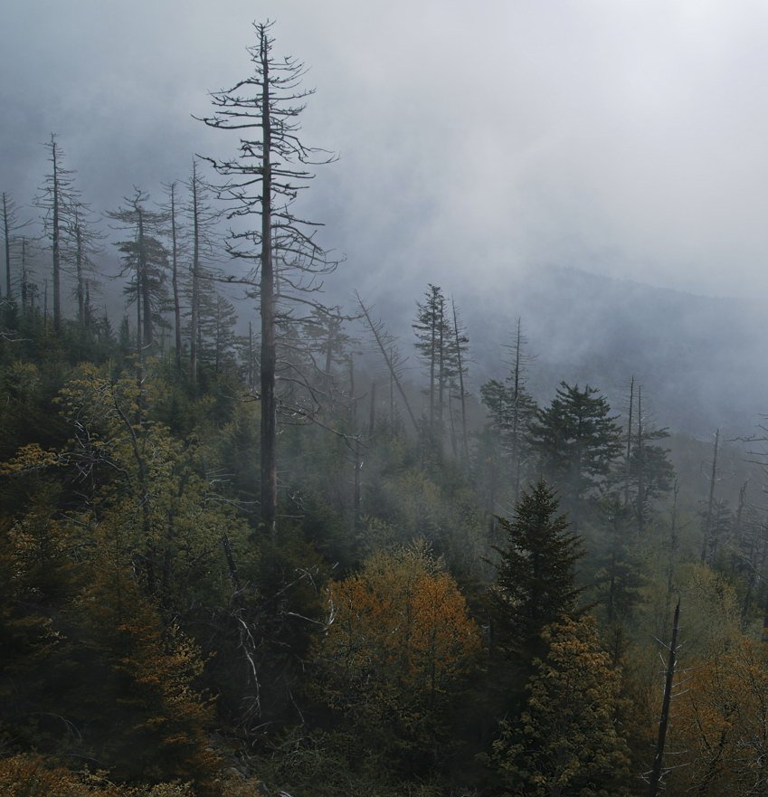 утро, туман, горы, деревья, пейзаж, природа, облака, Pavel
