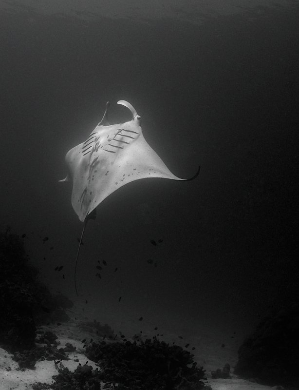 манта, mantaray, underwater, Виктор Чистов