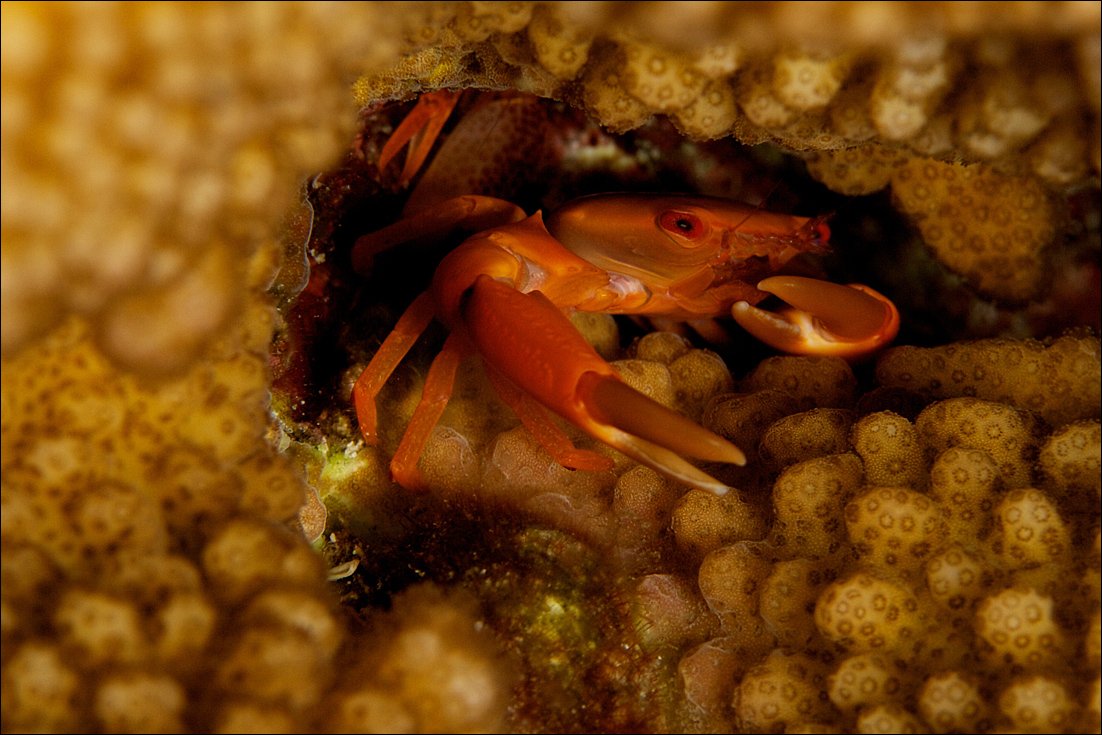 surin, underwater, crab, coral, Anton Akhmatov