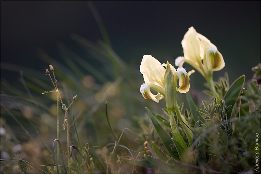 касатик карликовый, iris pumila l, Amazon-san