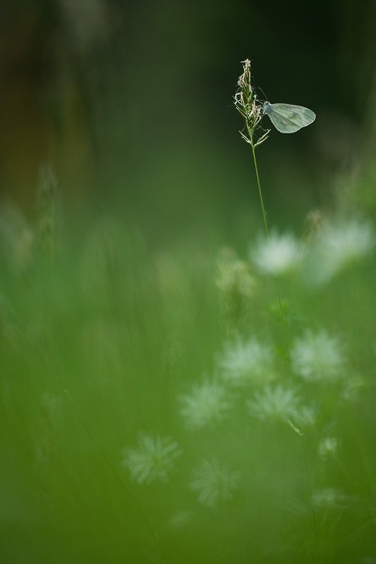бабочка, трава, Юлия