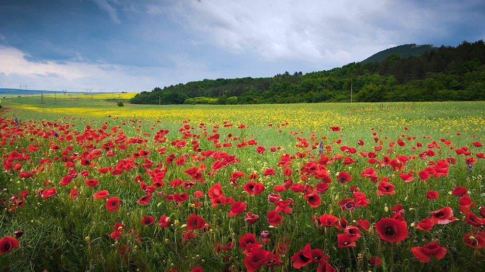 маки, landscape, red, flowers, field, Simeon Kolev
