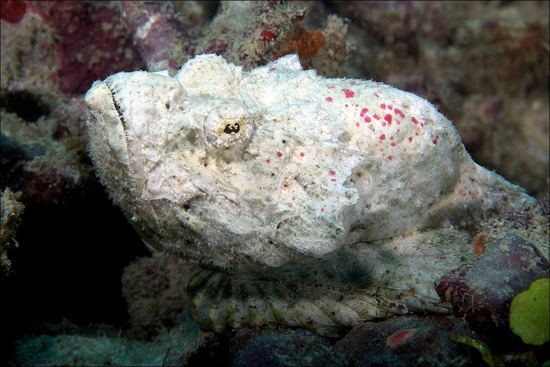 underwater, sipadan, fish, stone, альбинос, Anton Akhmatov