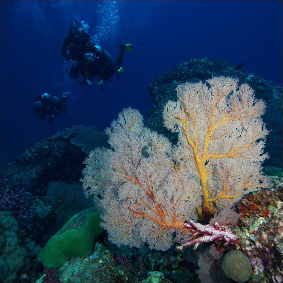 underwater, similan, islands, coral, divers, Anton Akhmatov