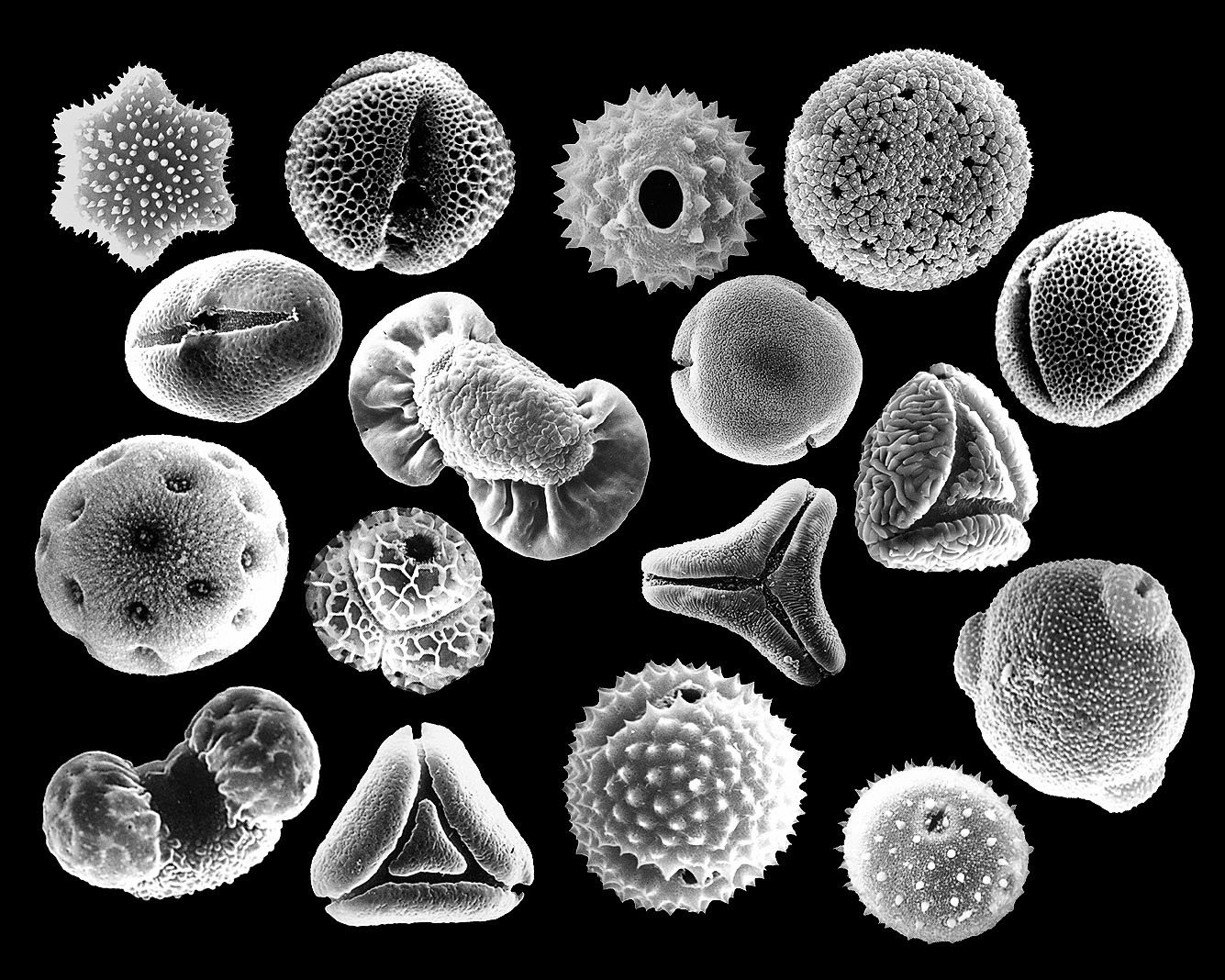 Пыльца и споры. Пыльца микроскопия палинология. Пыльцевое зерно микроскоп. Пыльца растений микроскоп. Пыльца донника электронная микроскопия.