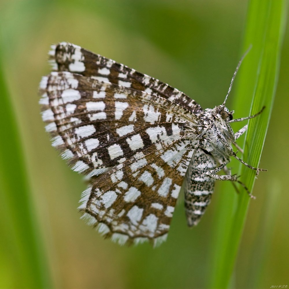 пяденица, клеверная, (решетчатая), gitterspanner, chiasmia, clathrata, kleekr?uterrasen-gitterstriemens, kleespanner, latticed, heath, Eustignos Sergej