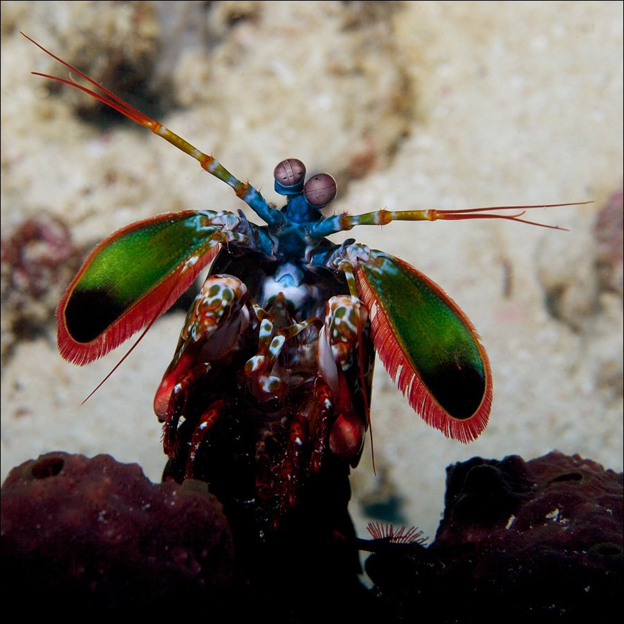underwater, mantis, shrimp, sipadan, Anton Akhmatov