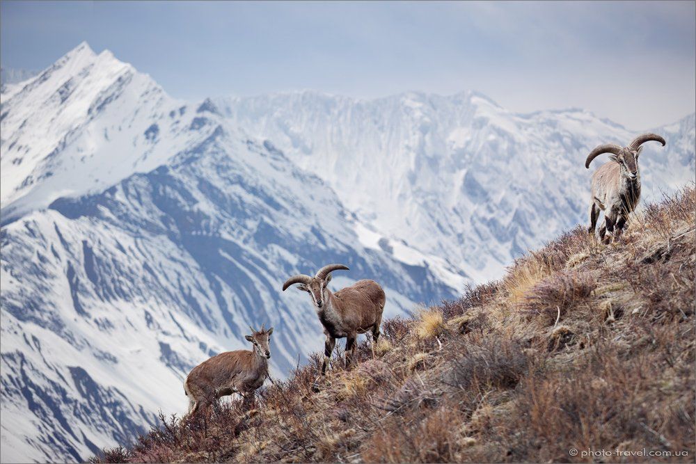 козел, непал, гималаи, горы, баран, Антон Янковой (www.photo-travel.com.ua)