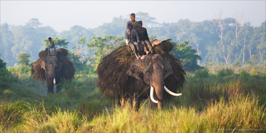 непал, читван, джунгли, трава, вечер, слон, парк, природа, Антон Янковой (www.photo-travel.com.ua)
