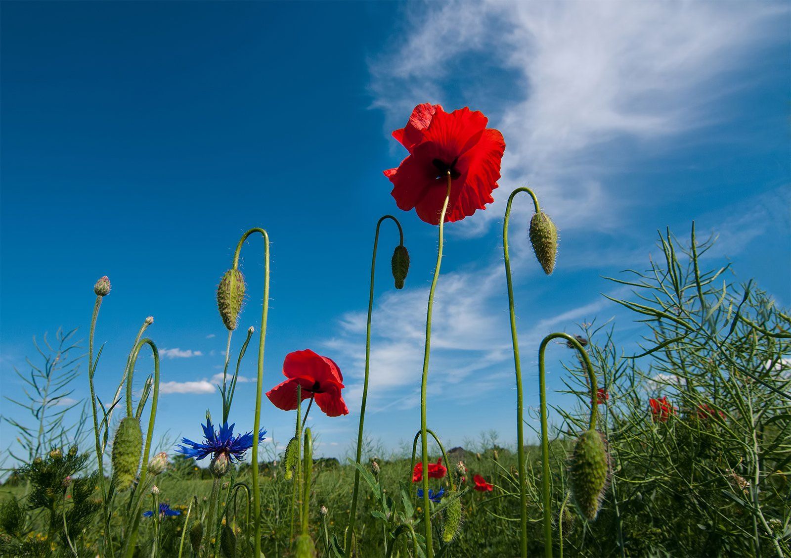 poppy,clouds,flowers,red, colors, Daiva Cirtautė
