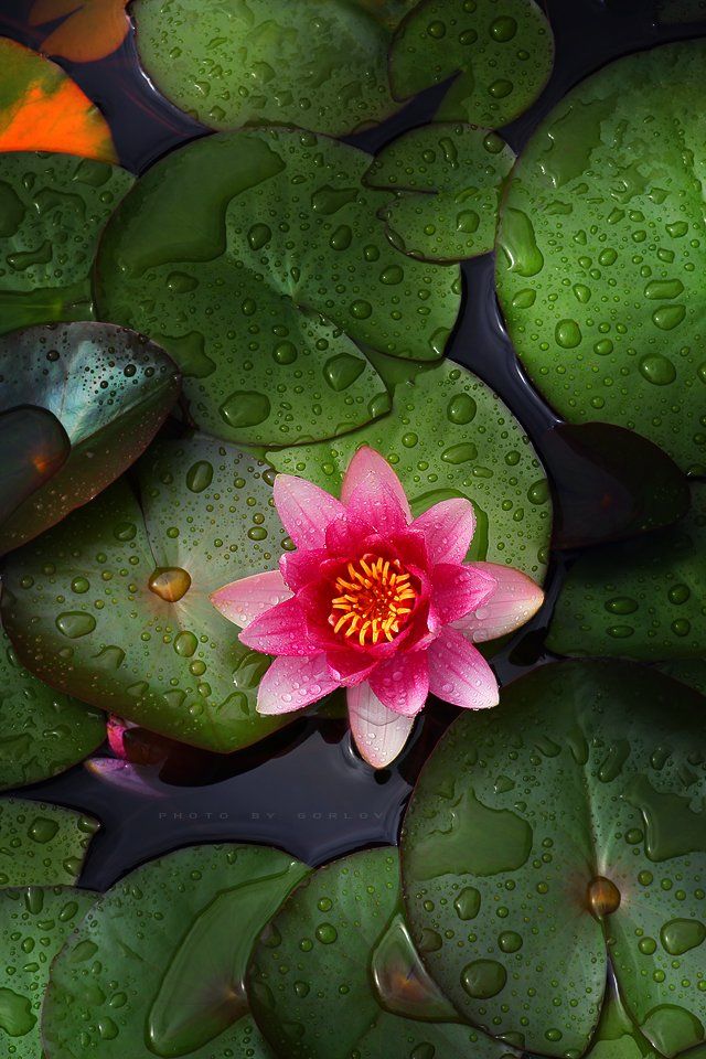 water, lily, flower, nature, russia, pink, Александр Горлов