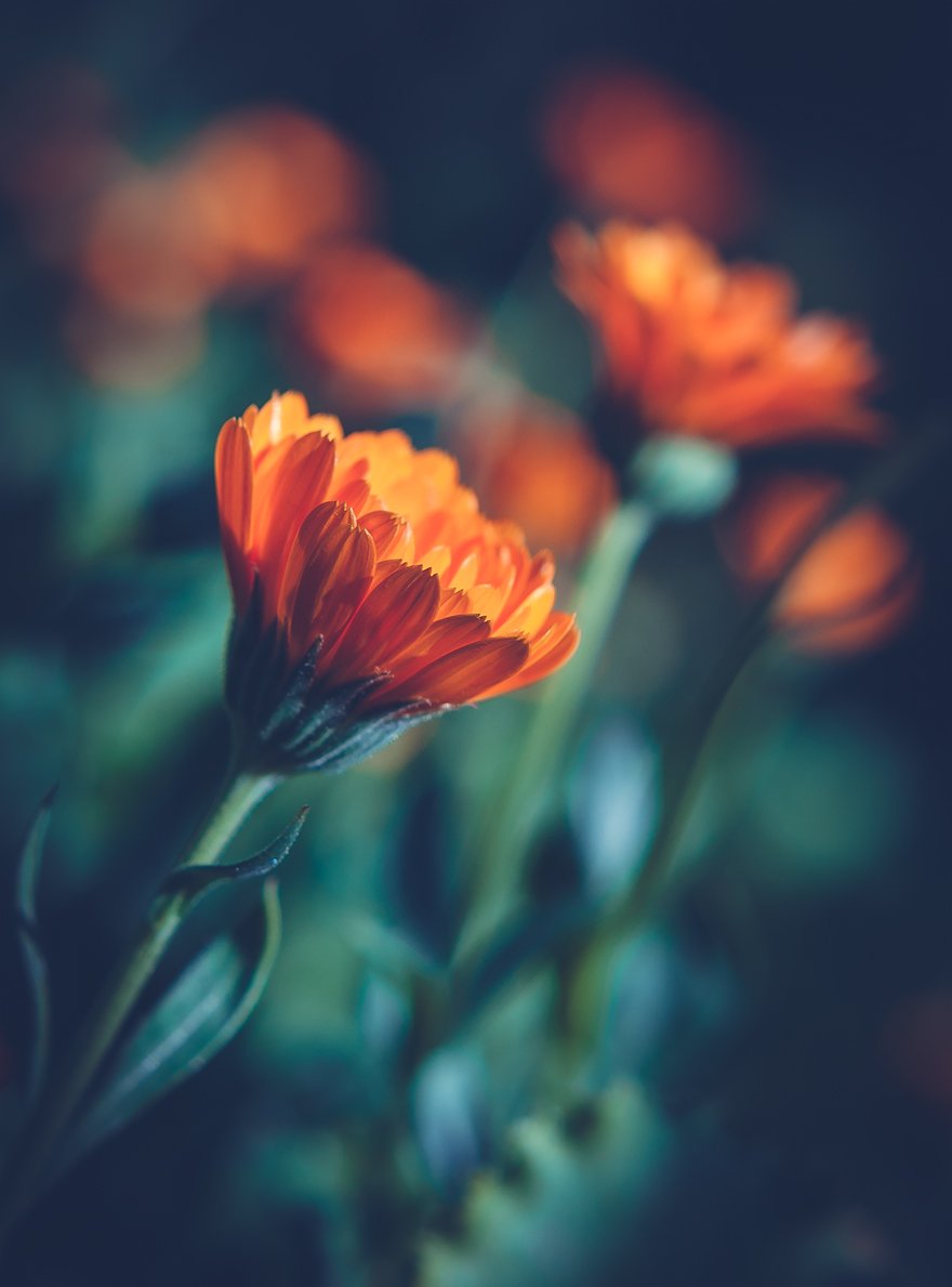 , Лана Тополева