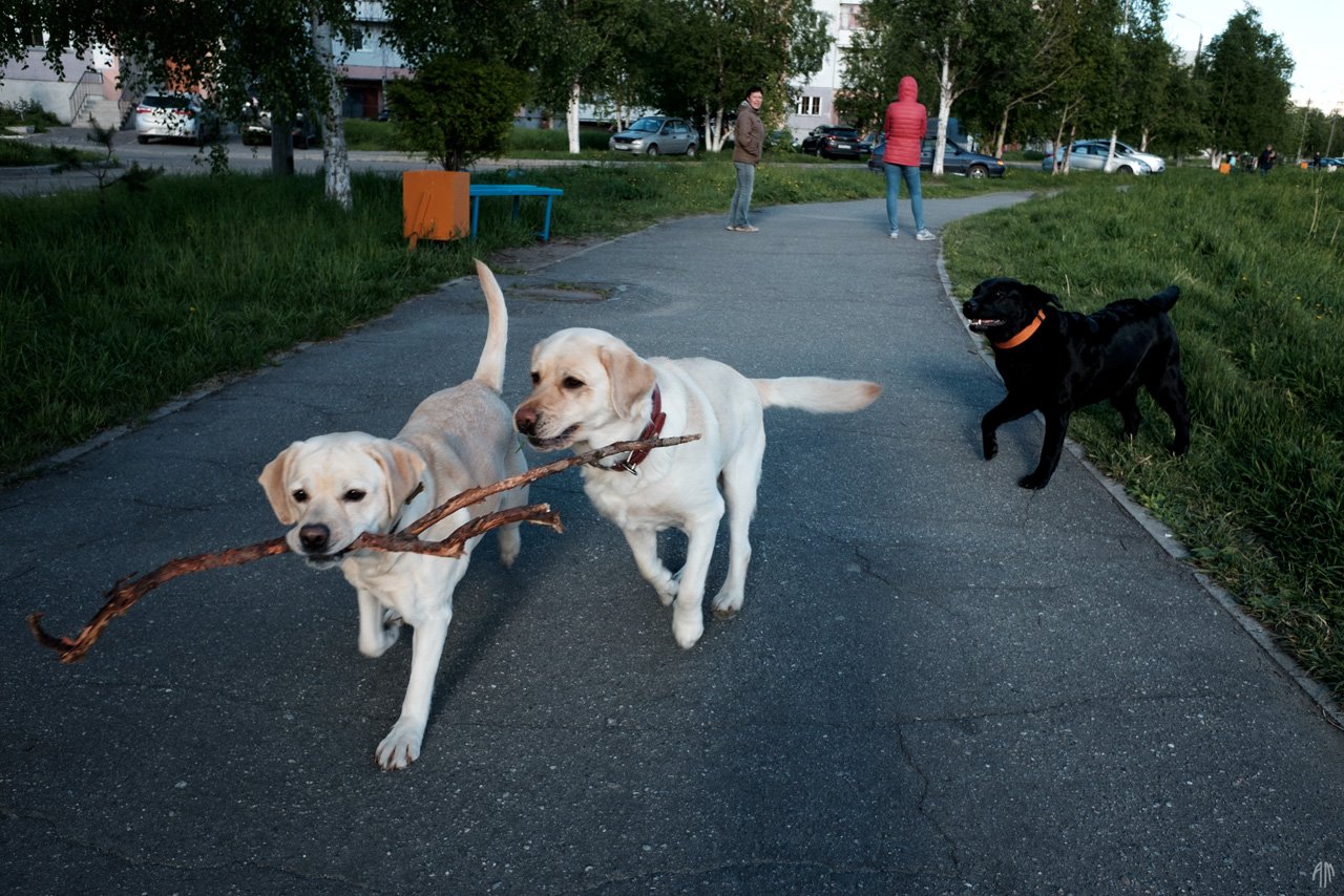 уличная фотография, streetphotography, собаки,, Александр Малафеевский