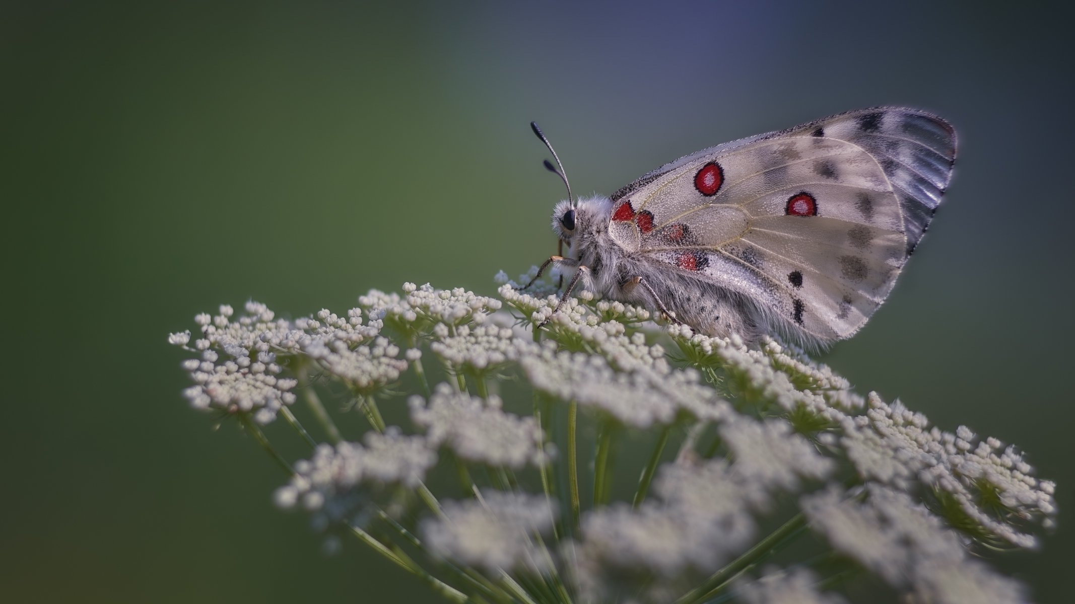 лето,дневная бабочка,бабочка парусник, Parnassius apollo Linnaeus,, Сергей