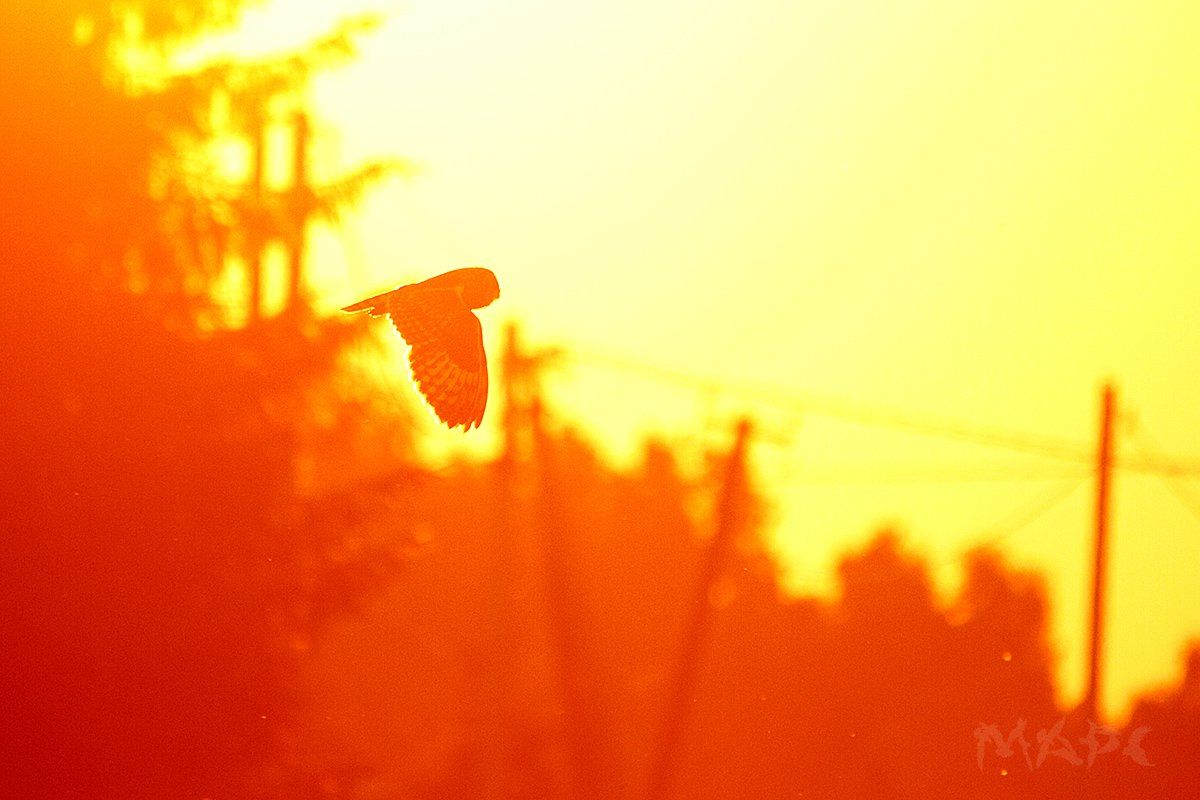 животные птица лето сова ушастая сова закат солнце деревня, Шангареев Марс