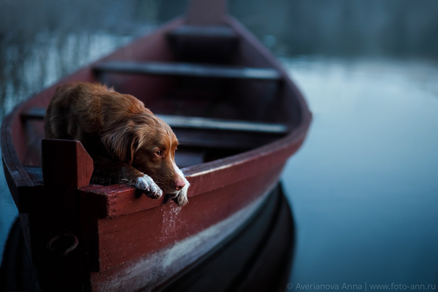 собака, природа, лодка , Анна Аверьянова