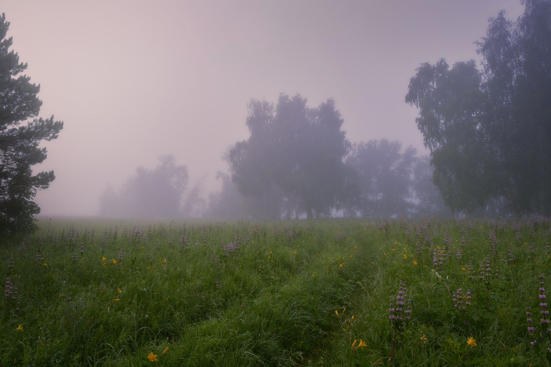 утро,туман,тишина,травы,луга,роса, Сергей